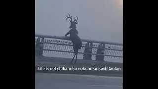 When life is not shikanoko nokonoko koshitantan ( sadge shikairo days )