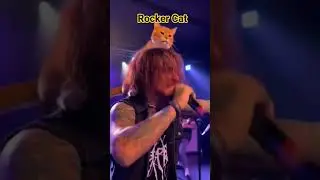#rocker cat#videocrd