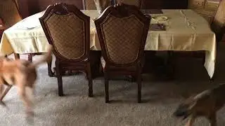 Puppy chases big dog