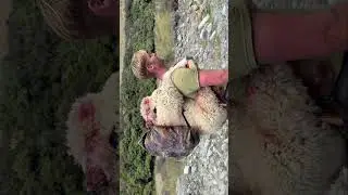 Hunting Wild Sheep  #hunting #natureandoutdoors #wildlife #exploreoutdoors #huntingandfishing