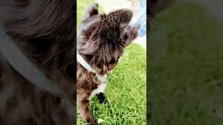 dogs spinning dogs