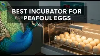 TOP 5 Best Incubator for Peafowl Eggs 2026