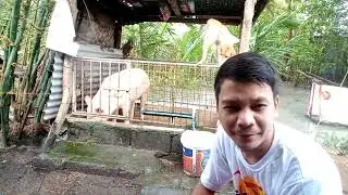 HOWRAYT NA HOWRAYT BUNTIS NA ANG INAHING BABOY🐷🐷 Dunkie tv.
