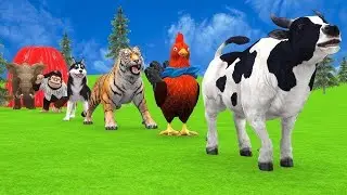 Animals for Kids 🐘🐯 | Funny 3D Animals Color Slide animal 3D bin kids video 
