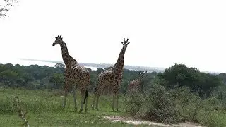 Trip to Murchison Falls National Park and Chobe Safari Lodge