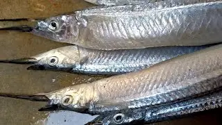 Kakila Fish I Kaika Fish I Boc mach I Fish of West Bengal I Inspiring West Bengal I