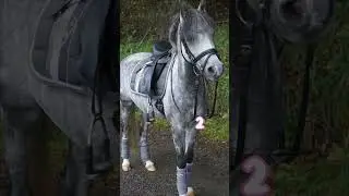 W&auml;hle deine 🐴.schreibt mir gerne in Kommis welches Pferd ihr genommen habt 💞🫶🏼#pferde #horse