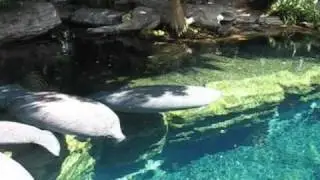 manatee swim