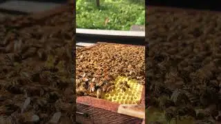 Worker Bees&rsquo; Daily Life 🐝 | Tiny Heroes of the Hive