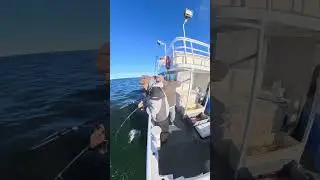 Red hot striper fishing Captree Fall run #fishing #longisland
