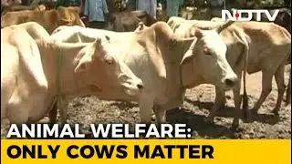 'Milk of Cats, Dogs Of No Use': Meet Animal, Sorry Cow Welfare Board