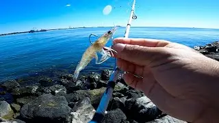 Nuevo Record Personal !!! Pesca Con Camar&oacute;n Vivo En El Mar