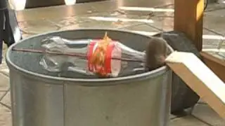 Eimerfalle für Mäuse * Bucket trap * Alive after Coke