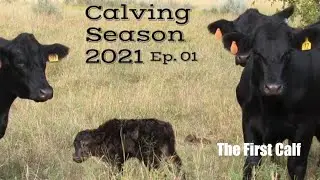 Calving Season 2021 Ep 01 | The First Calf | Sarah Bowen