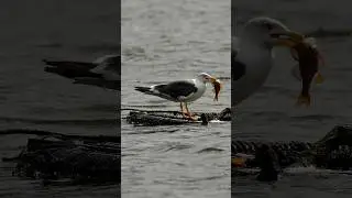 lesser black backed gull with a perch seen from the ivy south hide at blashford lakes #shorts#birds