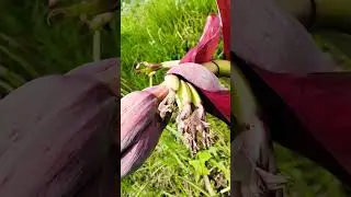 Banana tree cut down but still bearing fruit#happy #blogger