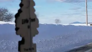 Rare Trio of Lynxes Appear on Snowy Maine Road
