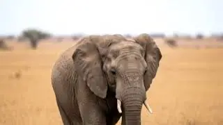 Lion attack to Elephant love sounds Animals 