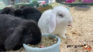 Radiant Rabbits!