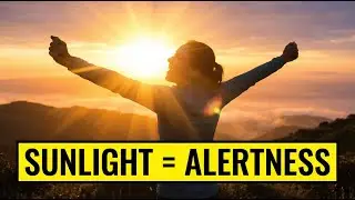 Alert All Day Without the Crash: The Sunlight Secret