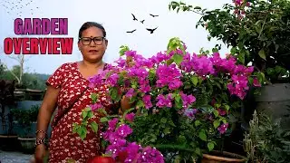 Terrace Garden Overview I Winter Flower ko Season Sakyo ra Summer Flower Phulnu Thalyo