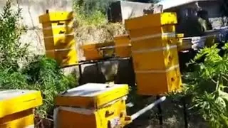 मधुमक्खियाँ घर छोड़कर क्यों भागती है