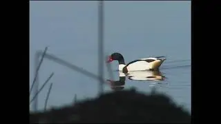 Gravand /Tadorna tadorna / Common Shelduck / ljud- sound
