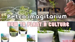 how to plant pet-smart top fin plant culture! Planting rotala vietnam hra from petsmart!