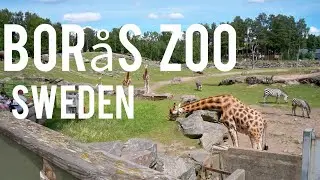 Bor&aring;s Zoo Sweden Tour 🐾 | Relaxing Nature Walk with Animals | Peaceful Vlog 2025