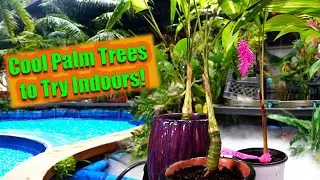 Grow These Instead of Majesty Palms Indoors!