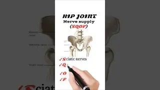 Nerve supply of Hip joint