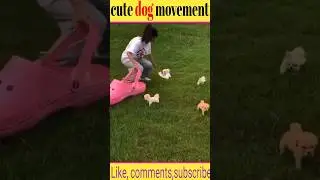 Cute Dog movement || #shorts #youtubeshorts #bangla #dog #funny #fact2fact  @PetsMini