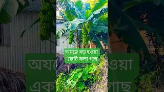 অযত্নে বড় হওয়া একটি কলা গাছ #ytshorts #minivlog #shorts #villagelife #villagevlog #banana  #nature
