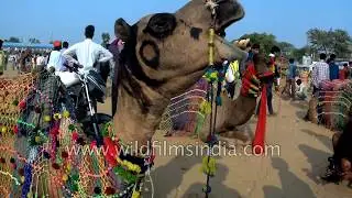 Rajasthani men trade their livestock at Pushkar camel fair