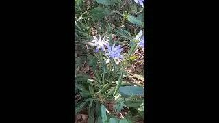 Wild Chicory/ Blue Dandelion plant