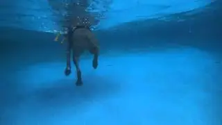 Pit Bull Terrier mix Linus swims in swimming pool with dog toy chicken - underwater view