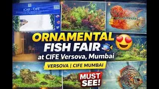 Inside Mumbai&rsquo;s Insane Aquarium Fish Fair 🐟✨ #Aquariumfish