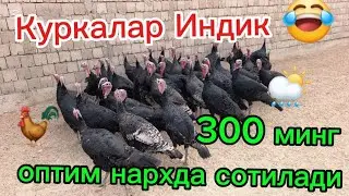 Куркалар Индиюк 97-593,93,90 тел 🦃🦃🦃🐓 оптим нархда сотилади