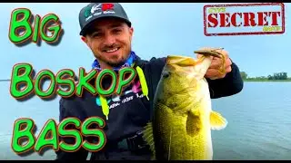 Big Boskop BASS