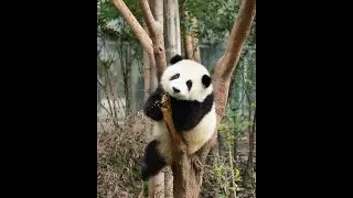 3 Cool Facts About Pandas... 🐼🐼🐼 #panda #pandabears #china #mainlandchina #bamboo #animals