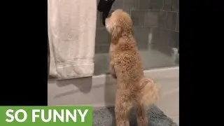 Weirdo dog is obsessed with socks