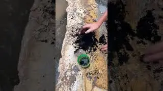 Making Natural Ink From Stuff in the Wilderness!