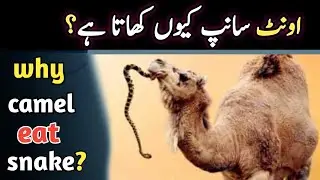 Why camel eat cobra? | Camel eat snake but why | camel snake facts