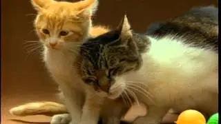 Jonny Cat Little Kitties 30 sec    Red Car  QuickTime H 264