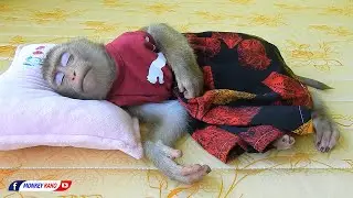 Monkey Nap Time Routine! Cutie Baby Luna Lovely Sleeping Midday