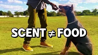 How to Transition from Food to Scent Work