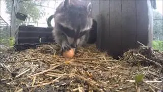 Rocky Enrichment