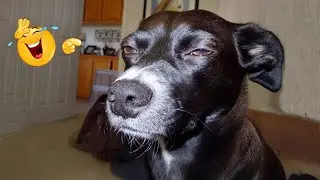 New FUNNY DOGS That Will Make You Laugh To Tears 😂🐕 Best Funny Dog Compilation 2026