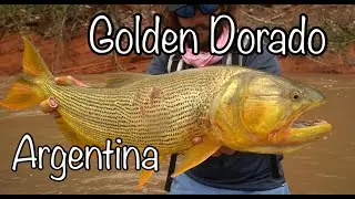 Dorado Fishing Salta Rio Dorado Argentina