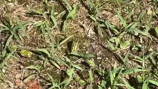 Little frog at Iroquois National Wildlife Refuge @friendsofiroquoisnationalw6702 